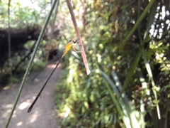 Pseudagrion microcephalum