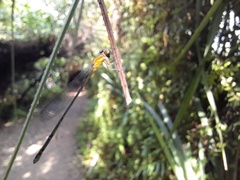 Pseudagrion microcephalum