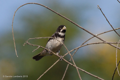 Double-Collared Seedeater photo 2