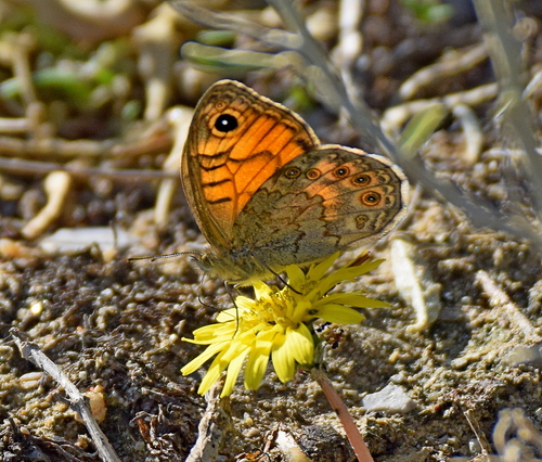 Corsican Wall Brown