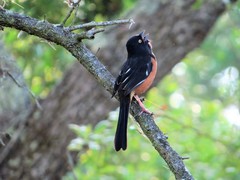 Pipilo erythrophthalmus alleni