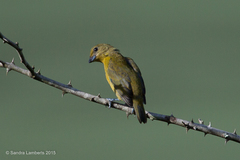 Euphonia