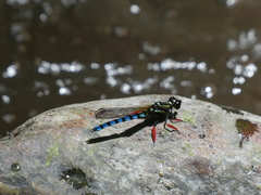 Platycypha lacustris