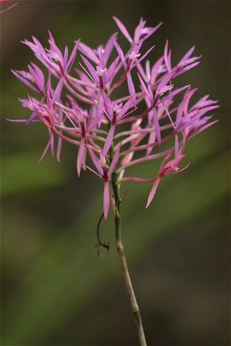 Epidendrum blepharoclinium Rchb.f. 2