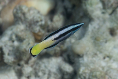 Labroides bicolor