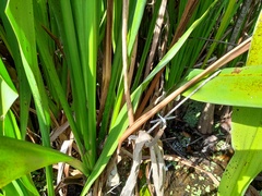 Brachydiplax sobrina