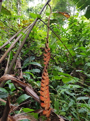 Heliconia danielsiana