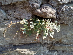 Asplenium ruta-muraria ruta-muraria