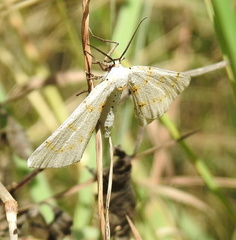 Nassinia caffraria
