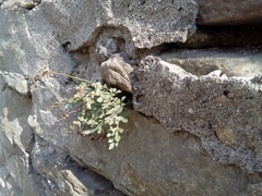 Asplenium ruta-muraria ruta-muraria