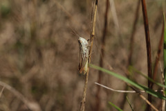 Euchorthippus elegantulus