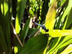 Brachydiplax sobrina