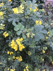 Hippocrepis emerus