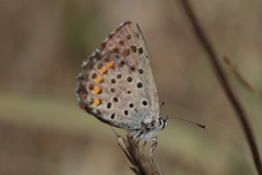 Pseudophilotes baton