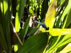 Brachydiplax sobrina