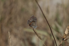 Pseudophilotes baton