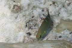 Halichoeres chrysotaenia