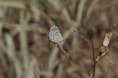 Pseudophilotes baton
