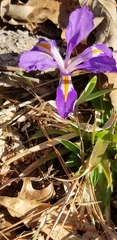 Iris verna smalliana