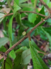 Miconia approximata