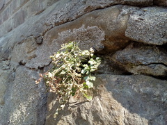 Asplenium ruta-muraria ruta-muraria