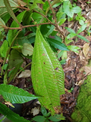 Miconia approximata