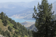 Juniperus seravschanica