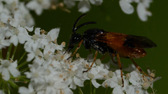 Arge melanochra