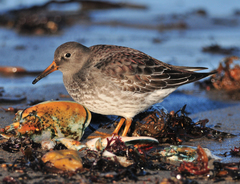 Calidris maritima image