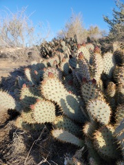 Opuntia basilaris treleasei