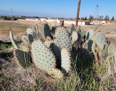 Opuntia basilaris treleasei