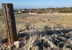 Opuntia basilaris treleasei