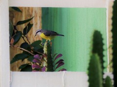 Coereba flaveola