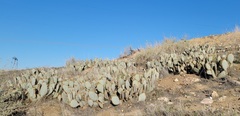 Opuntia basilaris treleasei