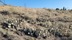 Opuntia basilaris treleasei