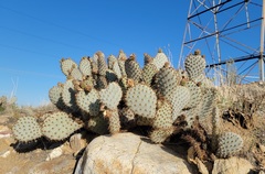 Opuntia basilaris treleasei