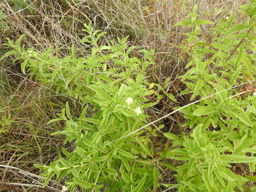 Image of Lippia rehmannii by (c) Matthew Fainman, some rights reserved (CC BY)