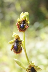 Ophrys speculum speculum