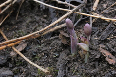 Jeffersonia diphylla