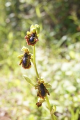 Ophrys speculum speculum