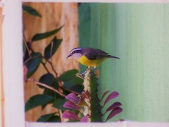 Coereba flaveola