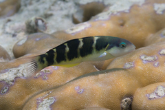 Thalassoma jansenii