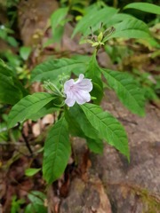 Ruellia golfodulcensis