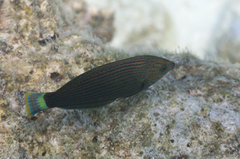 Halichoeres marginatus
