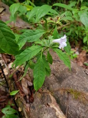 Ruellia golfodulcensis