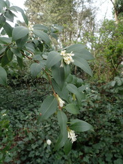 Osmanthus × burkwoodii