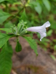 Ruellia golfodulcensis