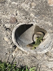 Lacerta viridis