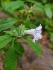 Ruellia golfodulcensis