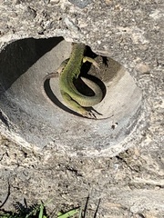 Lacerta viridis